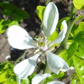 L'arbre numéro ex-2026772 est un Citronnier (Poncirus trifoliata).
Il est situé jardin de l'avenue Foch (coordonnées GPS 48.87206, 2.27695)