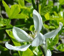 L'arbre numéro ex-2026772 est un Citronnier (Poncirus trifoliata).
Il est situé jardin de l'avenue Foch (coordonnées GPS 48.87206, 2.27695)