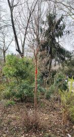 arbre n°prunus-avium--xxz2022258_48.8220761-2.338049 février 2026 Merisier numéro prunus-avium--xxz2022258_48.8220761-2.338049 février 2026