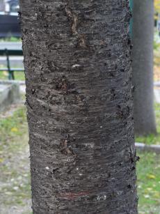 arbre n°prunus-avium--xz164287_48.8617923-2.3986012 novembre 2021 Merisier numéro prunus-avium--xz164287_48.8617923-2.3986012 novembre 2021