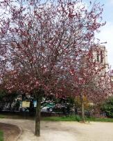 arbre n°prunus-cerasifera--x124347-z124346_48.8524211-2.3477094 mars 2021 Prunier numéro prunus-cerasifera--x124347-z124346_48.8524211-2.3477094 mars 2021