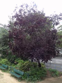 arbre n°prunus-cerasifera--xz2031374_48.8388247-2.3887604 juillet 2021 Prunier numéro prunus-cerasifera--xz2031374_48.8388247-2.3887604 juillet 2021