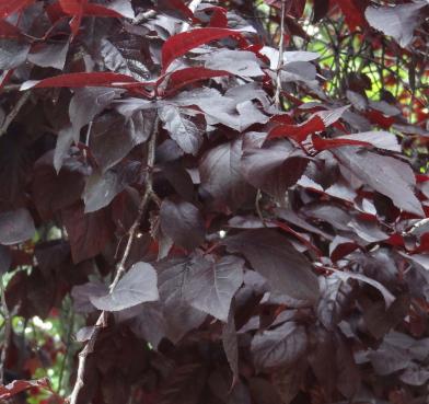 arbre n°prunus-cerasifera--xz2031374_48.8388247-2.3887604 juillet 2021 Prunier numéro prunus-cerasifera--xz2031374_48.8388247-2.3887604 juillet 2021