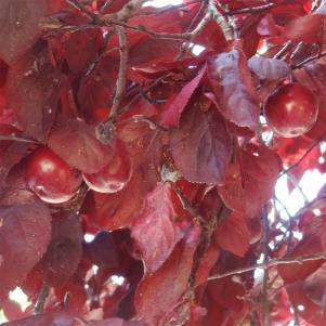 arbre n°prunus-cerasifera--xz2031374_48.8388247-2.3887604 mai 2024 Prunier numéro prunus-cerasifera--xz2031374_48.8388247-2.3887604 mai 2024