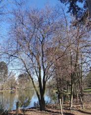 Prunier numéro prunus-insititia_48.81965-2.447348 février 2022