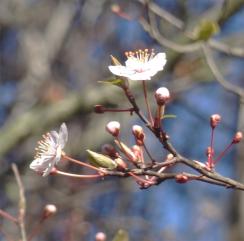 Prunier numéro prunus-insititia_48.81965-2.447348 février 2022
