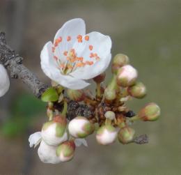 Prunier numéro prunus-insititia_48.844-2.365949 février 2022