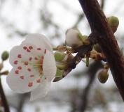 Prunier numéro prunus-insititia_48.844-2.365949 février 2022