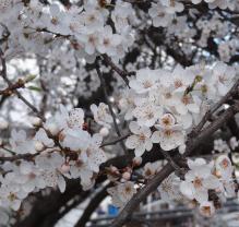 Prunier numéro prunus-insititia_48.844-2.365949 février 2022