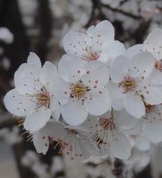 Prunier numéro prunus-insititia_48.844-2.365949 février 2022