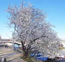 Prunier numéro prunus-insititia_48.844-2.365949 février 2023