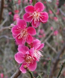 abricotier du Japon jardin des Plantes