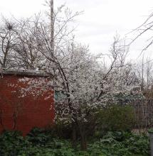 arbre n°prunus-persica--xxz2029153_48.831396-2.4013486 février 2022 Pêcher numéro prunus-persica--xxz2029153_48.831396-2.4013486 février 2022