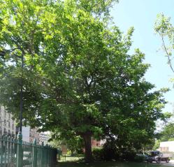 L'arbre numéro ex-106129 est un Pterocarya (Pterocarya fraxinifolia).
Il est situé square de Choisy (coordonnées GPS 48.82694, 2.36081)