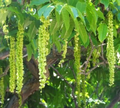 L'arbre numéro ex-106129 est un Pterocarya (Pterocarya fraxinifolia).
Il est situé square de Choisy (coordonnées GPS 48.82694, 2.36081)