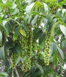 L'arbre numéro ex-2033724 est un Pterocarya (Pterocarya fraxinifolia).
Il est situé Jardins de la porte de Saint Cloud (coordonnées GPS 48.83723, 2.25434)