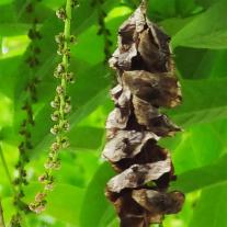 L'arbre numéro p_48.83281-2.410708 est un Pterocarya (Pterocarya fraxinifolia).
Il est situé Lac Daumesnil (coordonnées GPS 48.83281, 2.41071)