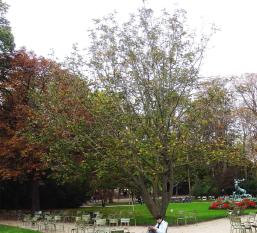 L'arbre numéro p_48.84504-2.33562 est un Pterocarya (Pterocarya fraxinifolia).
Il est situé Luxembourg (coordonnées GPS 48.84504, 2.33562)