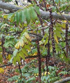 L'arbre numéro p_48.84504-2.33562 est un Pterocarya (Pterocarya fraxinifolia).
Il est situé Luxembourg (coordonnées GPS 48.84504, 2.33562)