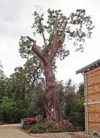 L'arbre numéro ex-136416 est un Pterocarya (Pterocarya stenoptera).
Il est situé jardin des Serres d'Auteuil (coordonnées GPS 48.84592, 2.25155)