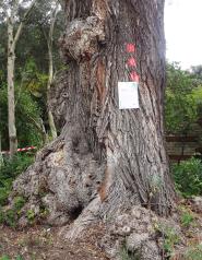 L'arbre numéro ex-136416 est un Pterocarya (Pterocarya stenoptera).
Il est situé jardin des Serres d'Auteuil (coordonnées GPS 48.84592, 2.25155)