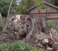 L'arbre numéro ex-136416 est un Pterocarya (Pterocarya stenoptera).
Il est situé jardin des Serres d'Auteuil (coordonnées GPS 48.84592, 2.25155)