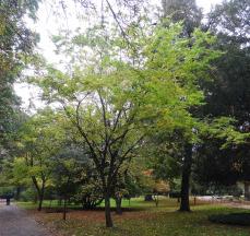 Micocoulier numéro pteroceltis-tatarinowii_48.84609-2.33271 octobre 2023