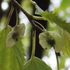 Micocoulier numéro pteroceltis-tatarinowii_48.84609-2.33271 octobre 2023