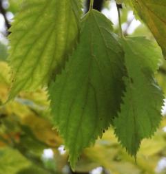 Micocoulier numéro pteroceltis-tatarinowii_48.84609-2.33271 octobre 2023