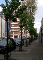 L'arbre numéro p_48.8499445-2.2953648 est un Poirier (Pyrus calleryana).
Il est situé boulevard de Grenelle (coordonnées GPS 48.84994, 2.29536)