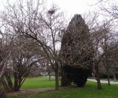 L'arbre numéro ex-102106 est un Poirier (Pyrus calleryana).
Il est situé parc Montsouris (coordonnées GPS 48.82247, 2.33731)