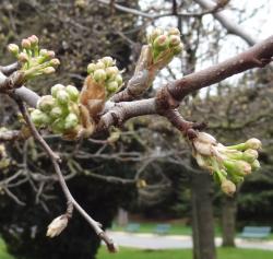 L'arbre numéro ex-102106 est un Poirier (Pyrus calleryana).
Il est situé parc Montsouris (coordonnées GPS 48.82247, 2.33731)