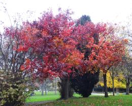 L'arbre numéro ex-102106 est un Poirier (Pyrus calleryana).
Il est situé parc Montsouris (coordonnées GPS 48.82247, 2.33731)