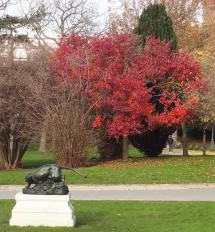 L'arbre numéro ex-102106 est un Poirier (Pyrus calleryana).
Il est situé parc Montsouris (coordonnées GPS 48.82247, 2.33731)
