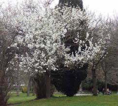 L'arbre numéro ex-102106 est un Poirier (Pyrus calleryana).
Il est situé parc Montsouris (coordonnées GPS 48.82247, 2.33731)