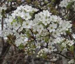 L'arbre numéro ex-102106 est un Poirier (Pyrus calleryana).
Il est situé parc Montsouris (coordonnées GPS 48.82247, 2.33731)