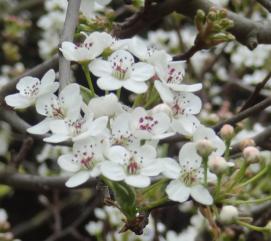 L'arbre numéro ex-102106 est un Poirier (Pyrus calleryana).
Il est situé parc Montsouris (coordonnées GPS 48.82247, 2.33731)