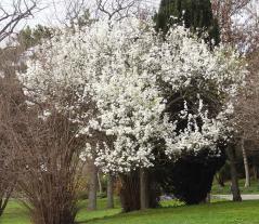 L'arbre numéro ex-102106 est un Poirier (Pyrus calleryana).
Il est situé parc Montsouris (coordonnées GPS 48.82247, 2.33731)