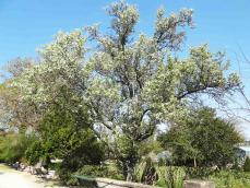 L'arbre numéro ex-136315 est un Poirier (Pyrus calleryana).
Il est situé jardin des Serres d'Auteuil (coordonnées GPS 48.84675, 2.25195)