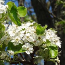L'arbre numéro ex-136315 est un Poirier (Pyrus calleryana).
Il est situé jardin des Serres d'Auteuil (coordonnées GPS 48.84675, 2.25195)