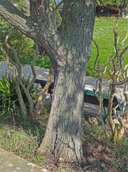 L'arbre numéro ex-136315 est un Poirier (Pyrus calleryana).
Il est situé jardin des Serres d'Auteuil (coordonnées GPS 48.84675, 2.25195)