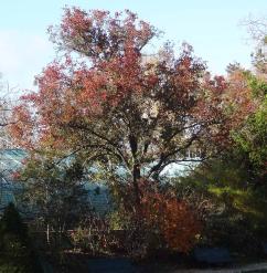 L'arbre numéro ex-136315 est un Poirier (Pyrus calleryana).
Il est situé jardin des Serres d'Auteuil (coordonnées GPS 48.84675, 2.25195)