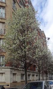 L'arbre numéro ex-229068 est un Poirier (Pyrus calleryana).
Il est situé rue Monticelli (coordonnées GPS 48.82181, 2.3288)
