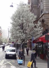 L'arbre numéro ex-258327 est un Poirier (Pyrus calleryana).
Il est situé rue de Cronstadt (coordonnées GPS 48.83525, 2.30259)
