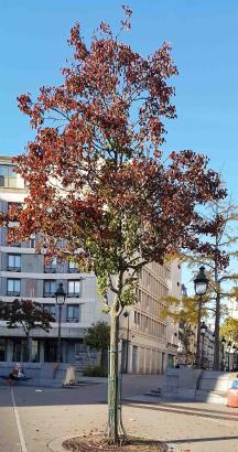 L'arbre numéro ex-291254 est un Poirier (Pyrus calleryana).
Il est situé Place Henri Frenay (coordonnées GPS 48.84531, 2.37614)