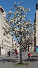 L'arbre numéro ex-291254 est un Poirier (Pyrus calleryana).
Il est situé Place Henri Frenay (coordonnées GPS 48.84531, 2.37614)