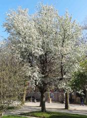 Poirier numéro pyrus-caucasica_48.84344-2.36204 mars 2022