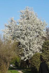 Poirier numéro pyrus-caucasica_48.84344-2.36204 mars 2022