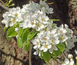 Poirier numéro pyrus-caucasica_48.84344-2.36204 mars 2022