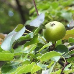 Poirier numéro pyrus-caucasica_48.84344-2.36204 septembre 2022